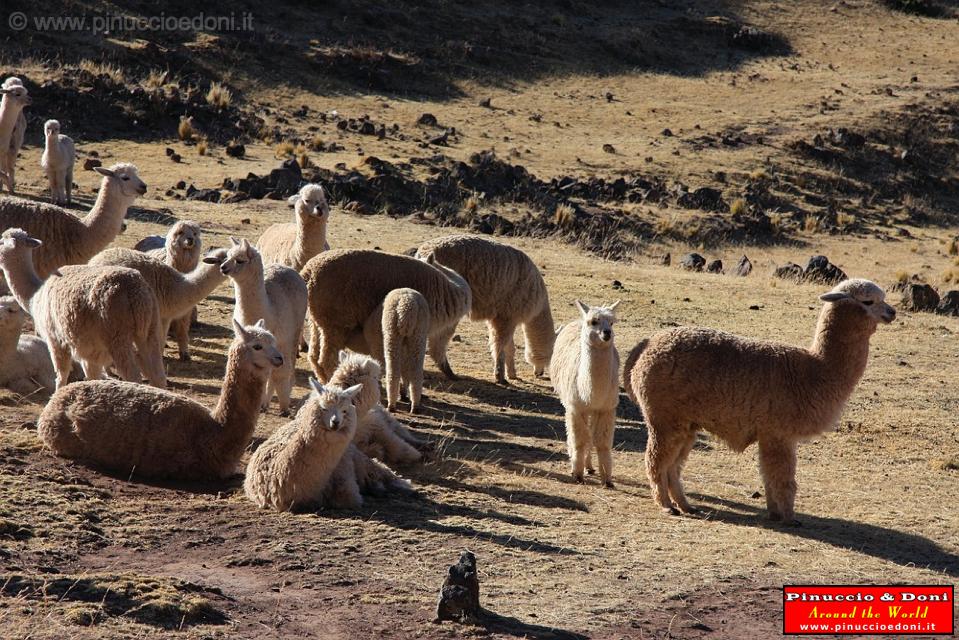 PERU - Da Puno a Sillustani - 3.jpg